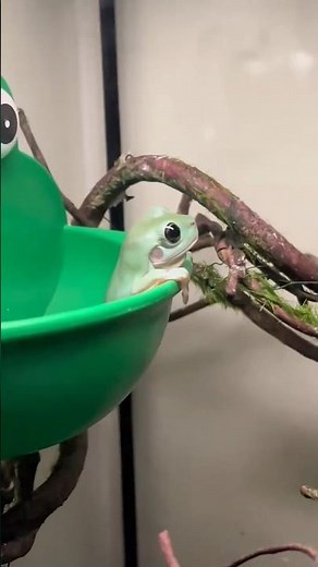 Dancing Frog Army on the Run! Wind-Up Toy Fun Begins #FrogToys #WindUpFun