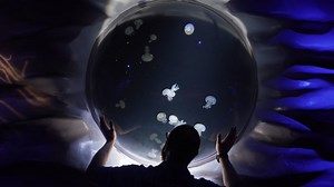 UK’s largest jellyfish to go on display at Sea Life London Aquarium