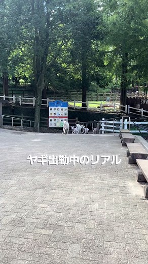 ヤギの飼育員の日常と六甲山牧場の魅力