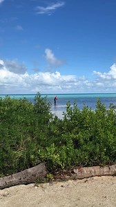 What’s the state of shark populations in Belize? 🦈 Belize is one of the few tropical nations actively managing its shark fishery for sustainability. Since 2020, gillnets have been banned, and longlines are the only permitted fishing gear. Species like blacktip, hammerhead, and bull sharks are being monitored in coastal and reef habitats, where seasonal fishing occurs. Earthwatch volunteers are key in gathering data on shark populations, their movements, and habitat use, providing vital informat