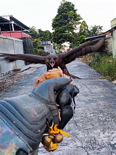 Meet STORM: The Falconry Experience