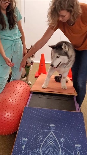 2.5K reactions · 36 shares | Antoine crushing it at therapy this week...