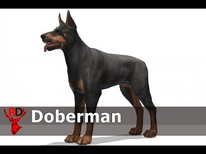 Dog Doberman animations