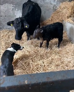 2.8M views · 10K reactions | I've never seen a cow get guilt-tripped before 凉 | Furry Tails | Facebook