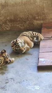 Why why baby haha, Best face get up. #tigerking #reelsfbシ #funnytiger #tigercubs | Life Time Wild