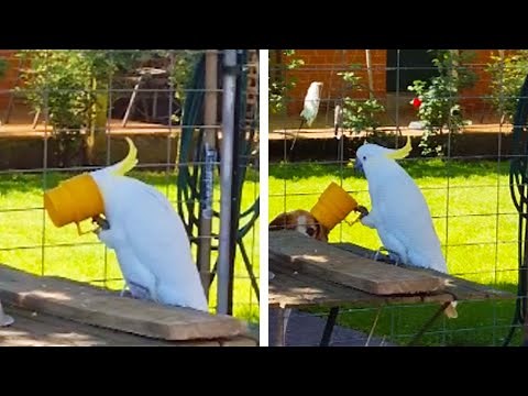 Funny Cockatoo Drinks Perfectly From A Cup! - Funny Cockatoo Video 😂😁