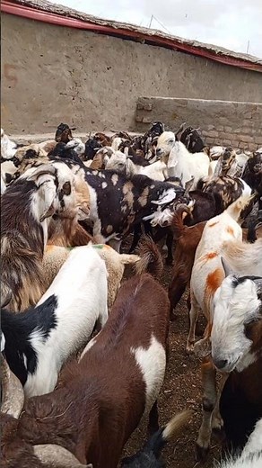 Romantic Goats in Love ❤️ | Sweet Village Moments