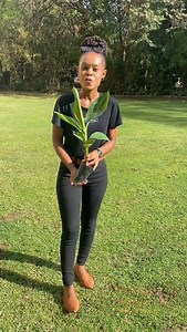 Usipitwe na Offer hii ya sikukuu! Tupigie leo 0752102645 | Maua Mazuri Tissue Culture Laboratory and Nurseries