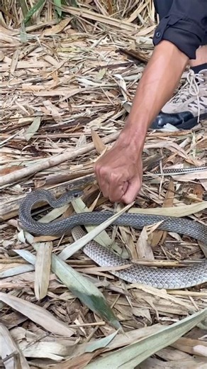 Habitat u1ar ini banyak di bambu #snake