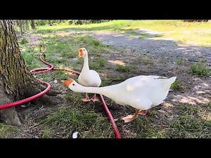 Is It A He or She? Goose Sounds Tell You Goose or Gander!