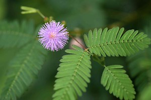 Sensitive Plant: Care & Growing Guide