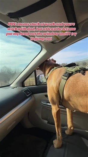 Just flapping my ears in da wind ☀️‼️🤩 #fyp #foxredlab #labradorretriever #dogsoftiktok #fypシ゚viral