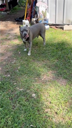 My little doggy dude, #pitbull #tiktoker #ytshorts #shorts #fyp #shortvideo
