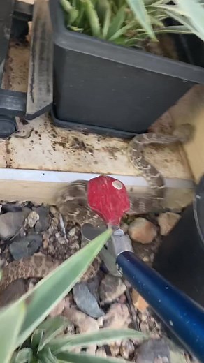 Discover the Intriguing World of Snakes in Gardens