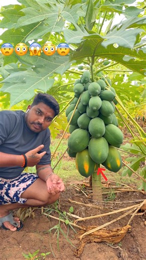 మన పొలంలో🥺బొప్పాయి ఎలా పండింది🥺చూడండి||pappaya agriculture in india||#viralshorts#youtubeshorts