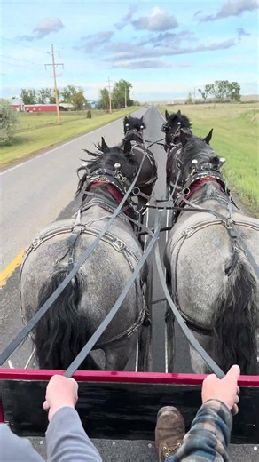 Montana Draft Horse Clinic #drafthorses #equestrianjourney #hastedrafthorses
