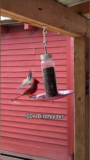 4.7K views · 34 reactions | Hey, bird lovers!  Check out this DIY...