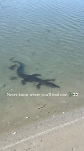 42K views · 4.1K reactions | Old mate having a sleep out the front of camp | Back 2 Basics Adventures | Facebook