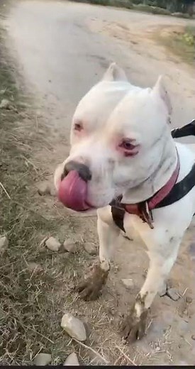 Tiger kill dog | pitbul fight