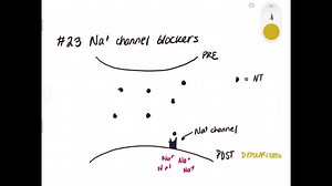 Drugs such as lidocaine and novocaine act as Na^+ channel blockers. In other words, they prevent sodium from moving across the neuronal membrane. Why would this particular effect make these drugs such effective local anesthetics? | Numerade