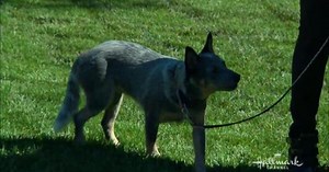 Caring for a Deaf Pet