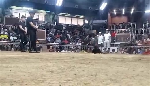 12 reactions | International Gamefowl Academy 1st Alumni Derby.. 6 stag Win.. 1st fyt Boston Black.. | Paul Andrei Gamefarm | Facebook