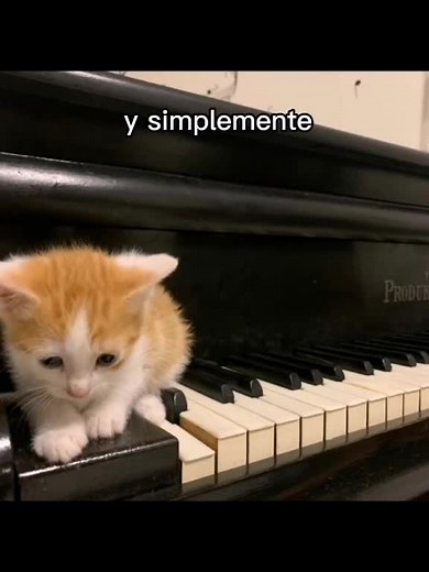 Gatitos: La Cosita Más Linda Del Mundo