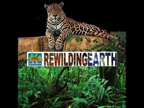 Episode 44: John Laundré on Eastern Cougar Rewilding