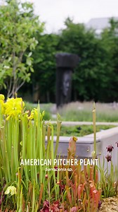 8.3K views · 112 reactions | You asked—and we’re blooming with...