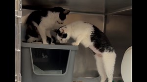 Sprite is just a year old and was born under the house of her owner with her sister Boo Boo. She can no longer care for them and brought them in to find a forever home. She is 1 year old and a tiny little girl at 5 pounds. Sprite is a little scared in her new location and hopes to find a forever home soon. They are not said to be a bonded pair, but the litter-mates might like to go home together. Ask to meet them! Both have tested FIV/Felv negative. The pair is marked for no small children pleas