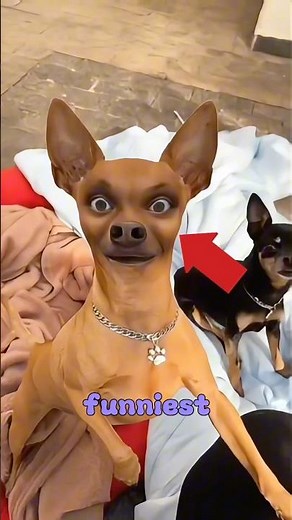 These Dog Filters Went WAY Too Far 😂