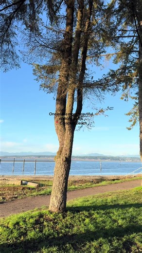 Every season at Crescent beach is so beautiful. One of my most fav places for a walk in BC 🇨🇦 #crescentbeach #surrey #whiterock #vancouver