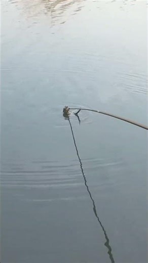 Frog clings to fishing pole during riverside fishing moment in Jiangsu, China