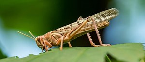 Cicadas vs. Locusts: What's The Difference?