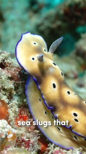 Have you ever seen Nudibranch eggs before?