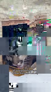 17K views · 1.3K reactions | Why do cats groom themselves?  It’s for...