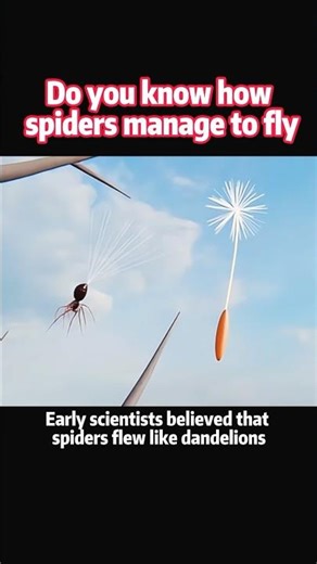 Do you know how spiders manage to fly#knowledge #science #shortvideo