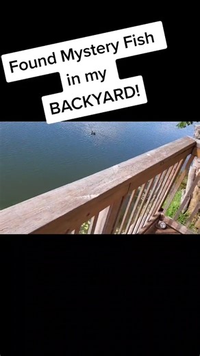 46K views · 856 reactions | $10,000 Fish in my Backyard!  #trend #fishing #fish #backyard #viral #reels | Zak Catch Em | Facebook
