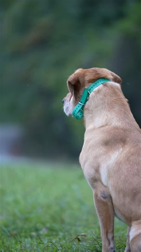 No shortcuts, just work | Cypress Creek Retrievers