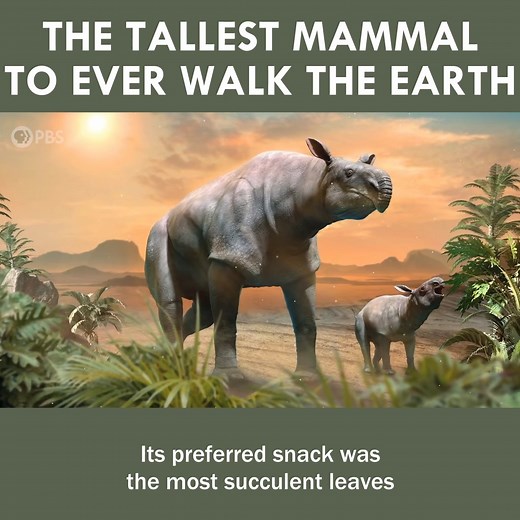117K views · 2.8K reactions | The Rise and Fall of the Tallest Mammal to Walk the Earth | Eons • PBS | Facebook