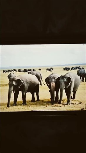 Asian Elephant Trumpeting Sounds