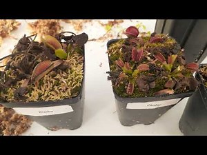 How to Know When To Repot Venus flytraps and What to Expect