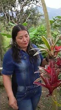 How long does it take to successfully grow bromeliads on trees?