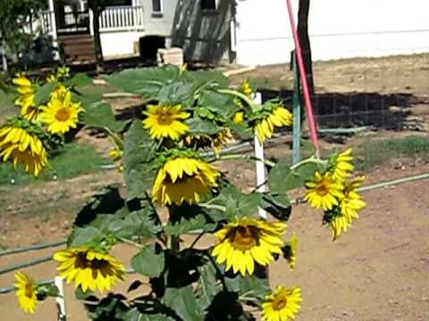 Green Garden TIPS: Growing Sunflowers