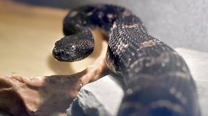 Kentucky has 2 rattlesnake species. Here’s what to do if you happen to encounter one