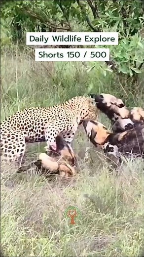 Khatarnak Attack: Wild Dogs ne Leopard ko gher liya! #shorts #trendingshorts