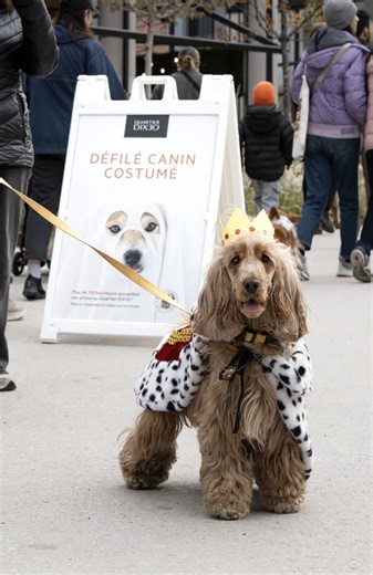 Quartier DIX30 on Instagram: "Bon réveillon! 🪩✨ En attendant de célébrer, voici un petit coup d’œil à 2025! Cette année, le Quartier DIX30 s’est rempli de beaux moments : yoga au soleil, salsa, country, musique live et beaucoup de sourires. 🎶💃 On a déjà hâte de vous retrouver en 2026 pour une autre année pleine d’ambiance et de belles surprises. Quelle a été votre activité coup de cœur en 2025? / ✨ Happy Christmas Eve! 🪩 While we all get ready to celebrate, here’s a little look back at 2025!
