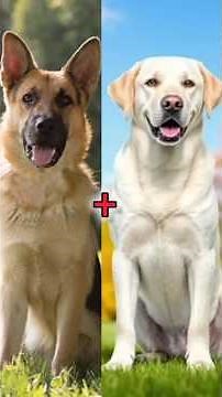 Labrador mix Dog breeds. part 1 #dog