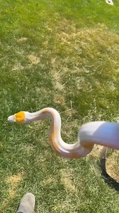 45K views · 2.6K reactions |  Sunflower �Reticulated Python |...