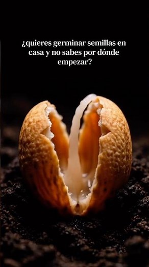 GERMINAR SEMILLAS🌱 el paso a paso definitivo.